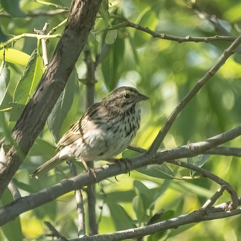 Savannah Sparrow - ML633469045