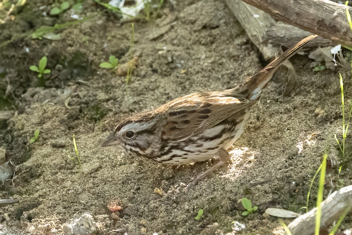 Song Sparrow - ML633469055