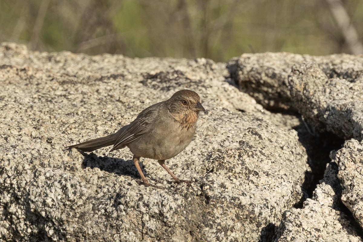 California Towhee - ML633469064