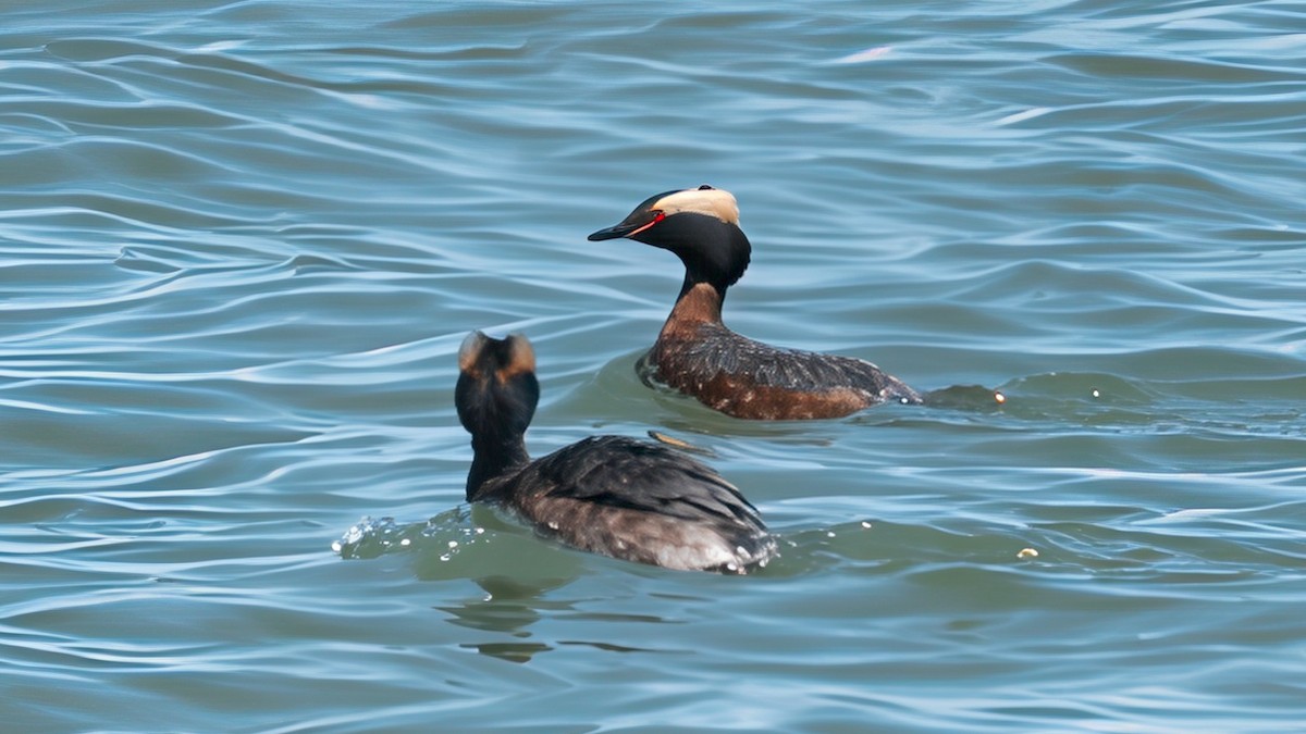 Horned Grebe - ML633469123