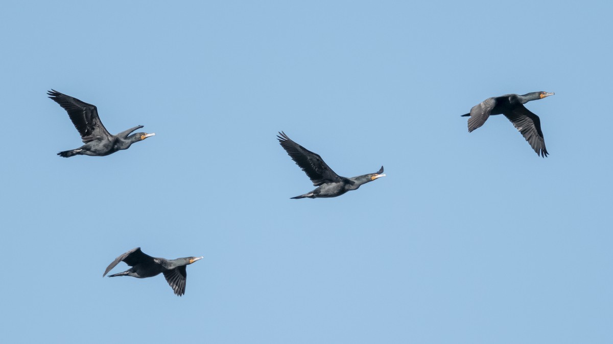 Double-crested Cormorant - ML633469145