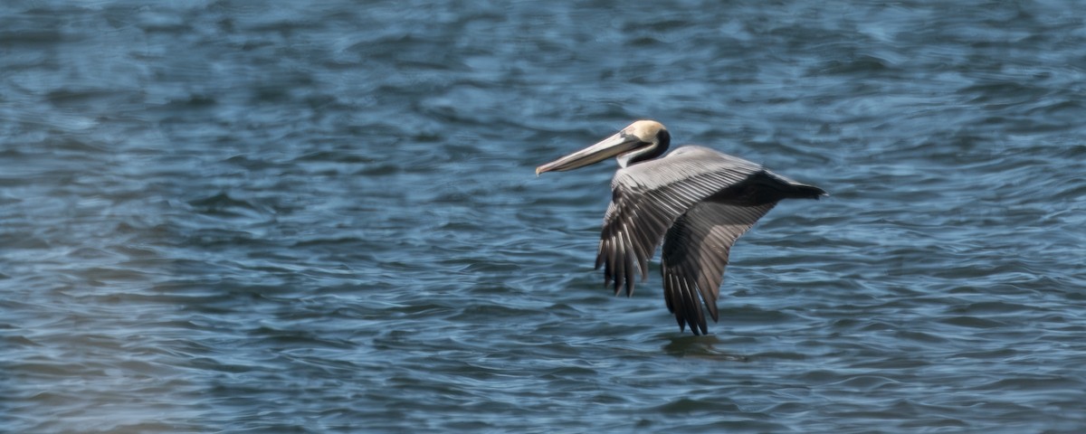 Brown Pelican - ML633469155