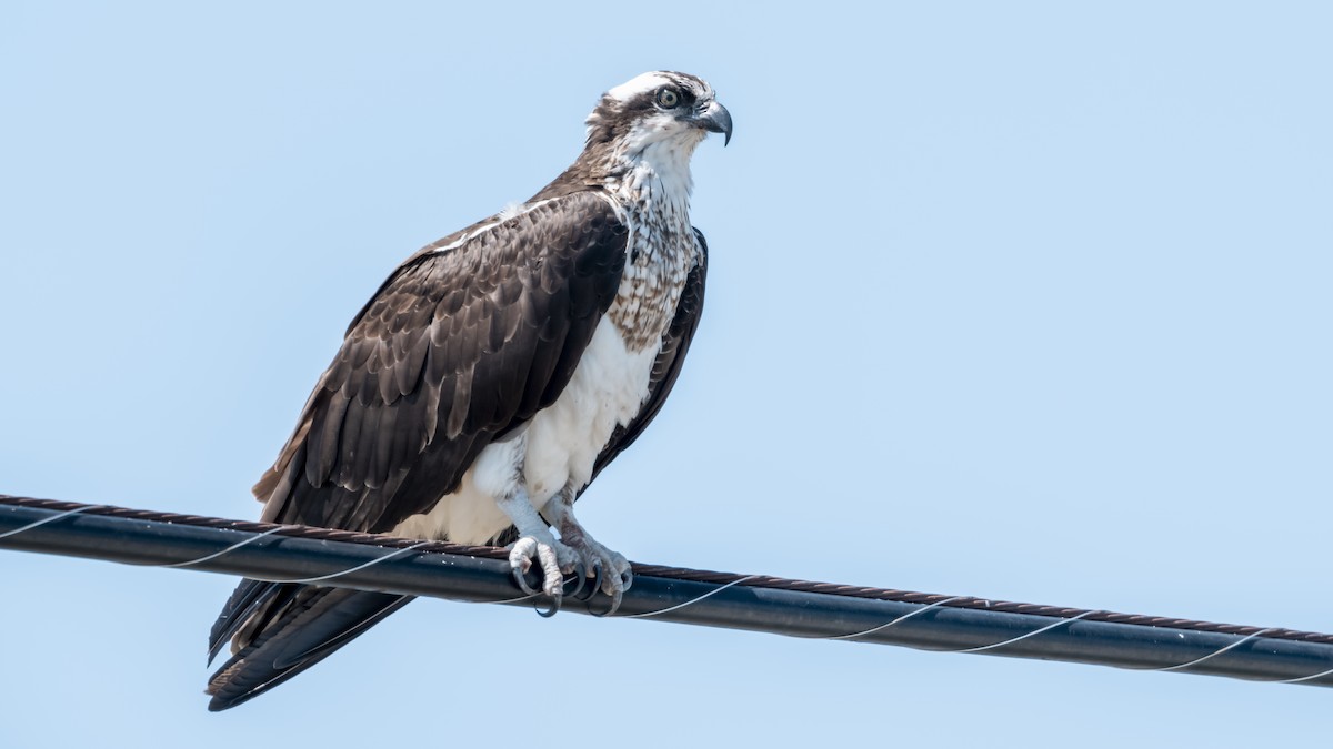 Osprey - ML633469160