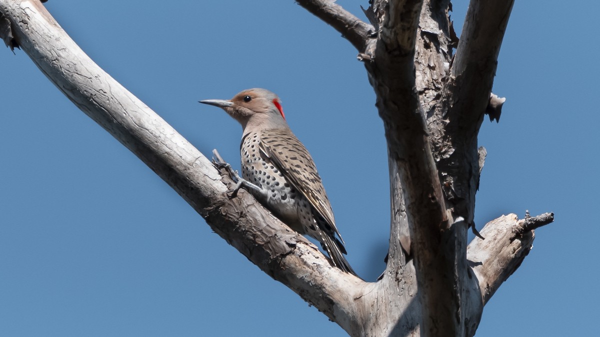 Northern Flicker - ML633469185