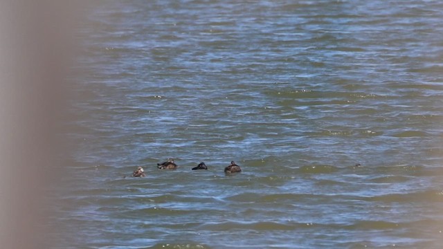Ruddy Duck - ML633469192