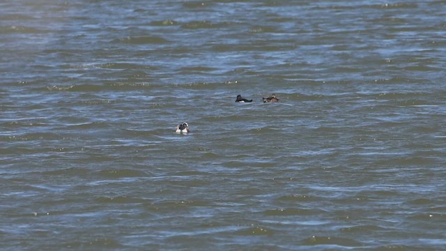 Ring-necked Duck - ML633469194