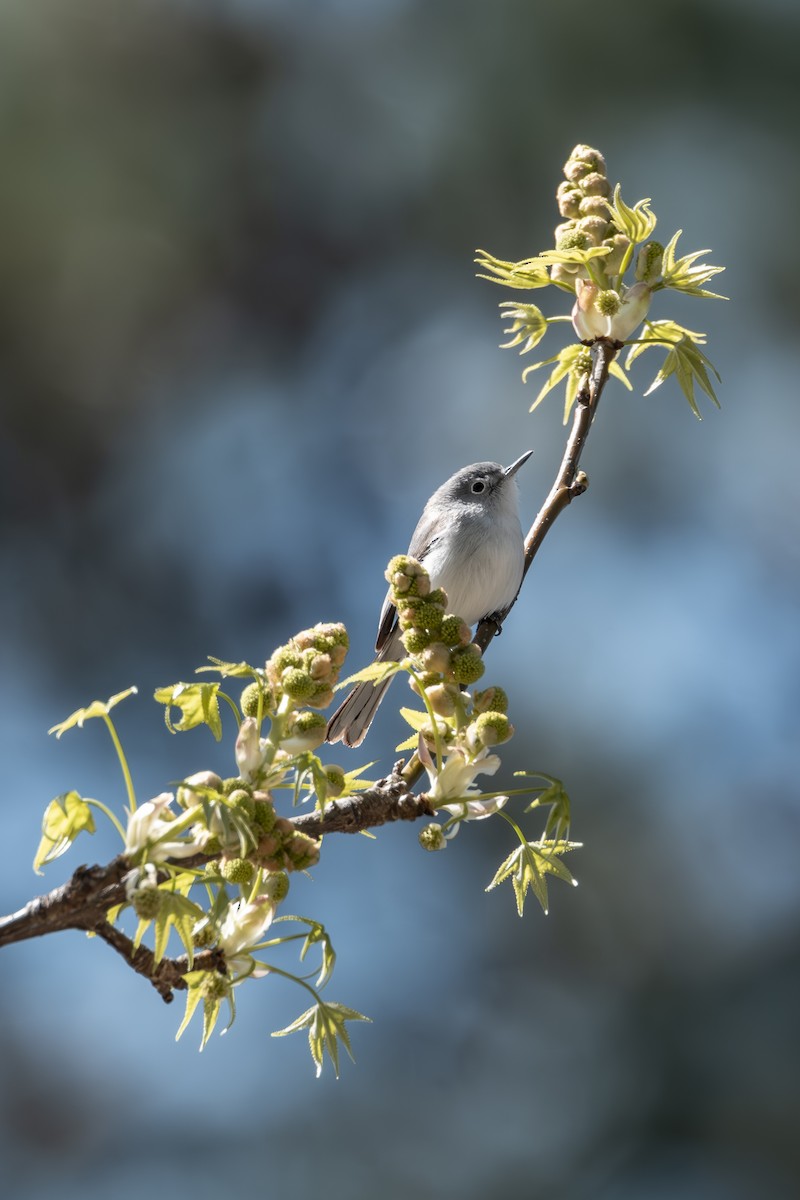 Blue-gray Gnatcatcher - ML633469222