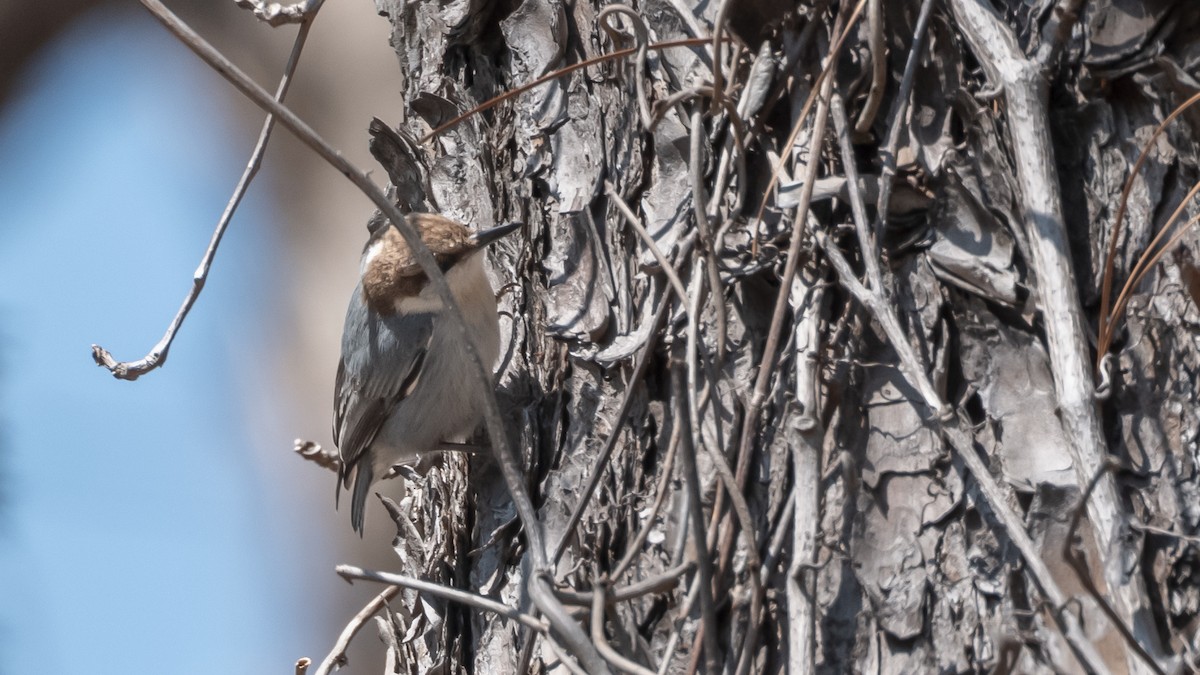 Brown-headed Nuthatch - ML633469242