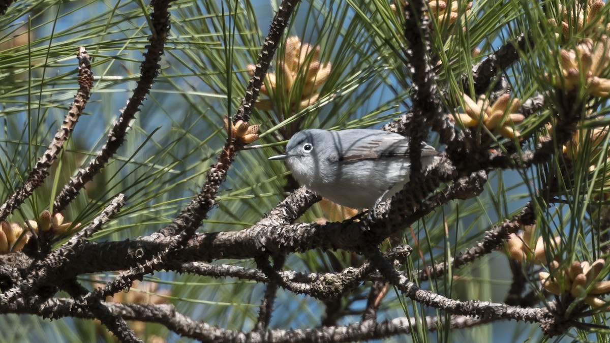 Blue-gray Gnatcatcher - ML633469274