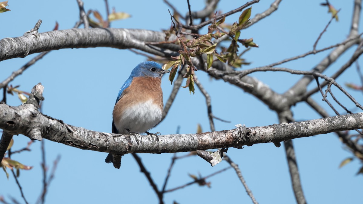 Eastern Bluebird - ML633469349
