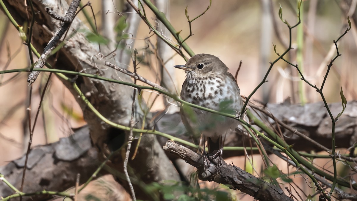 Hermit Thrush - ML633469362