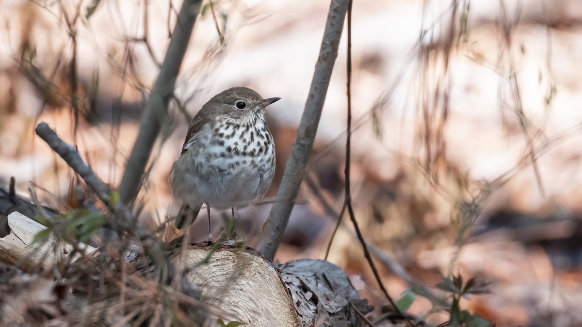Hermit Thrush - ML633469375