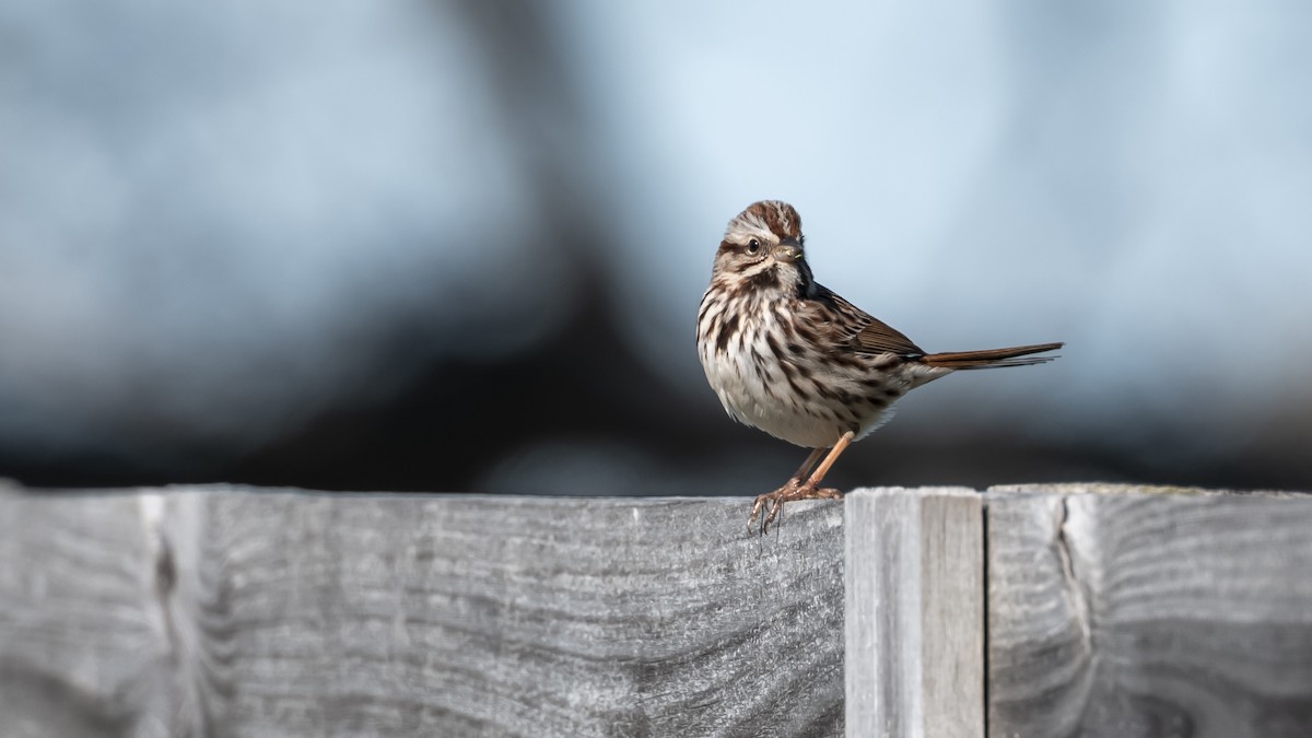 Song Sparrow - ML633469398