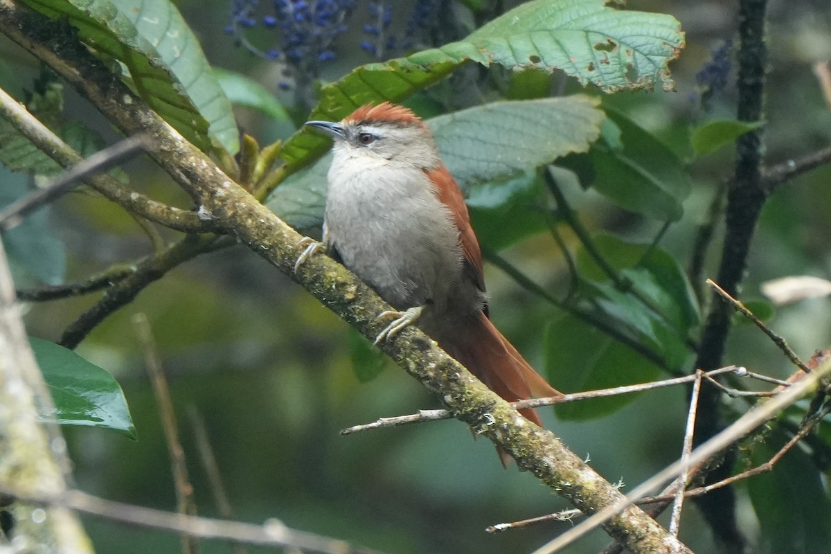 Marcapata Spinetail - ML633469418