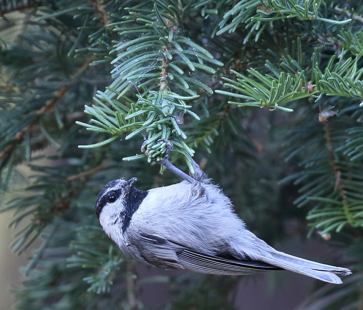 Mountain Chickadee - ML63346951