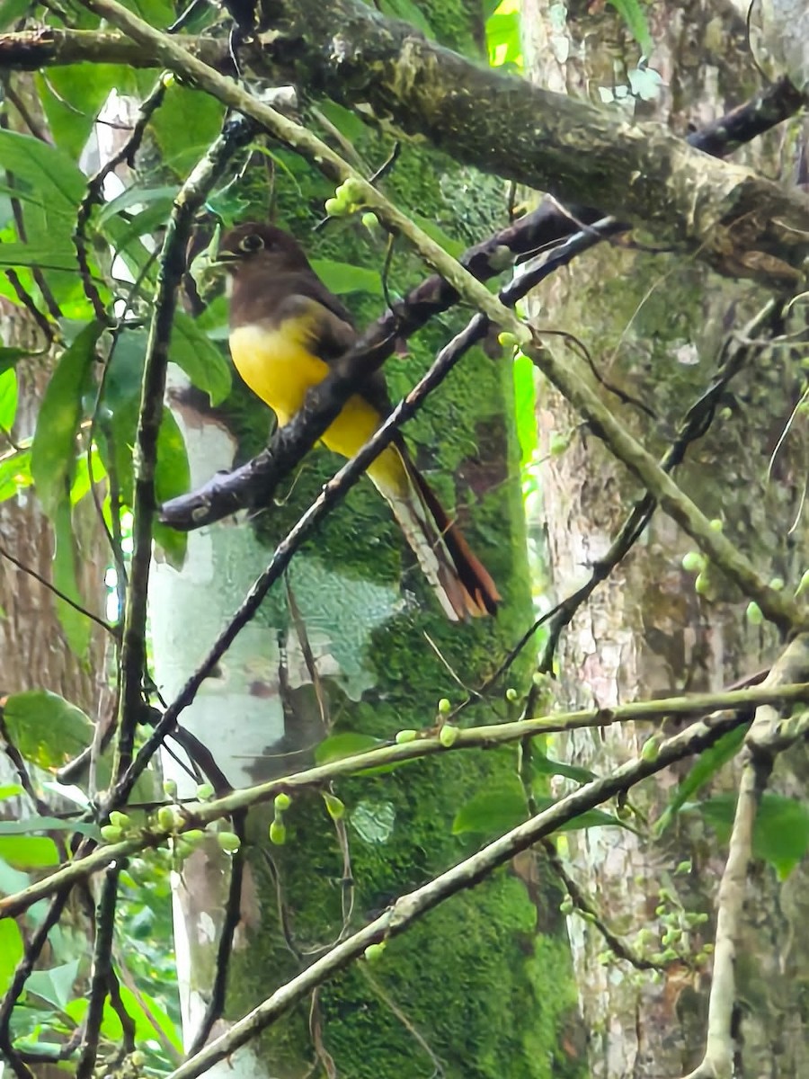 Choco Black-throated Trogon - ML633469526