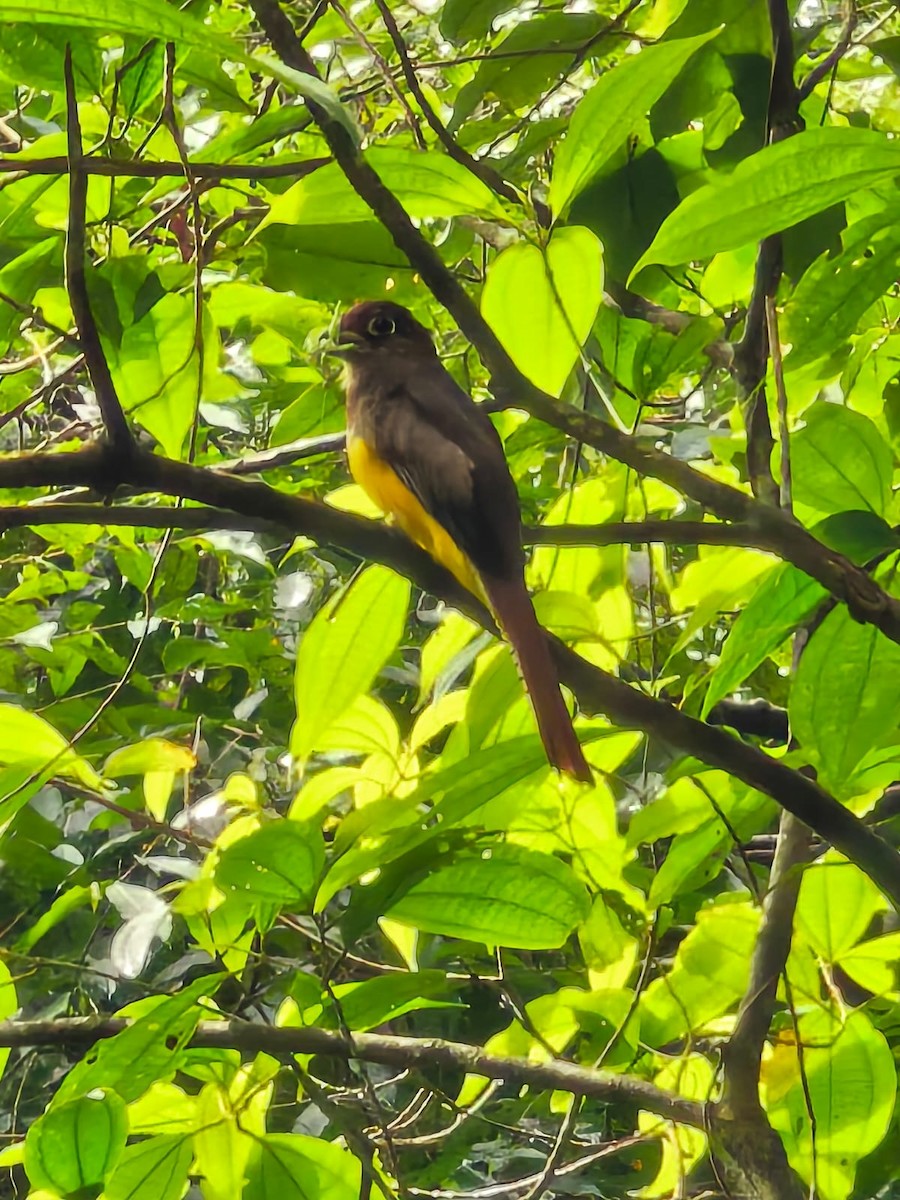 Choco Black-throated Trogon - ML633469527