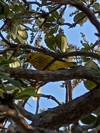 Northern Yellow Warbler - Michael Stack