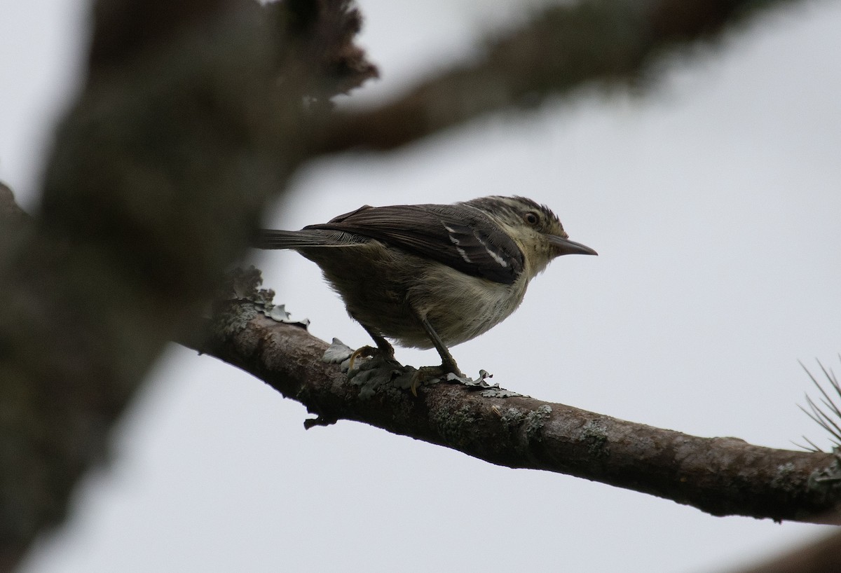 Double-banded Graytail - ML633469611