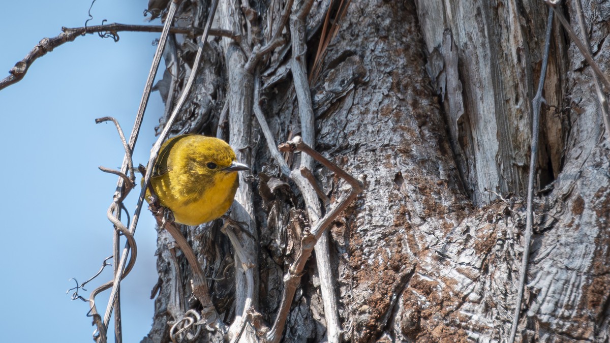 Pine Warbler - ML633469618