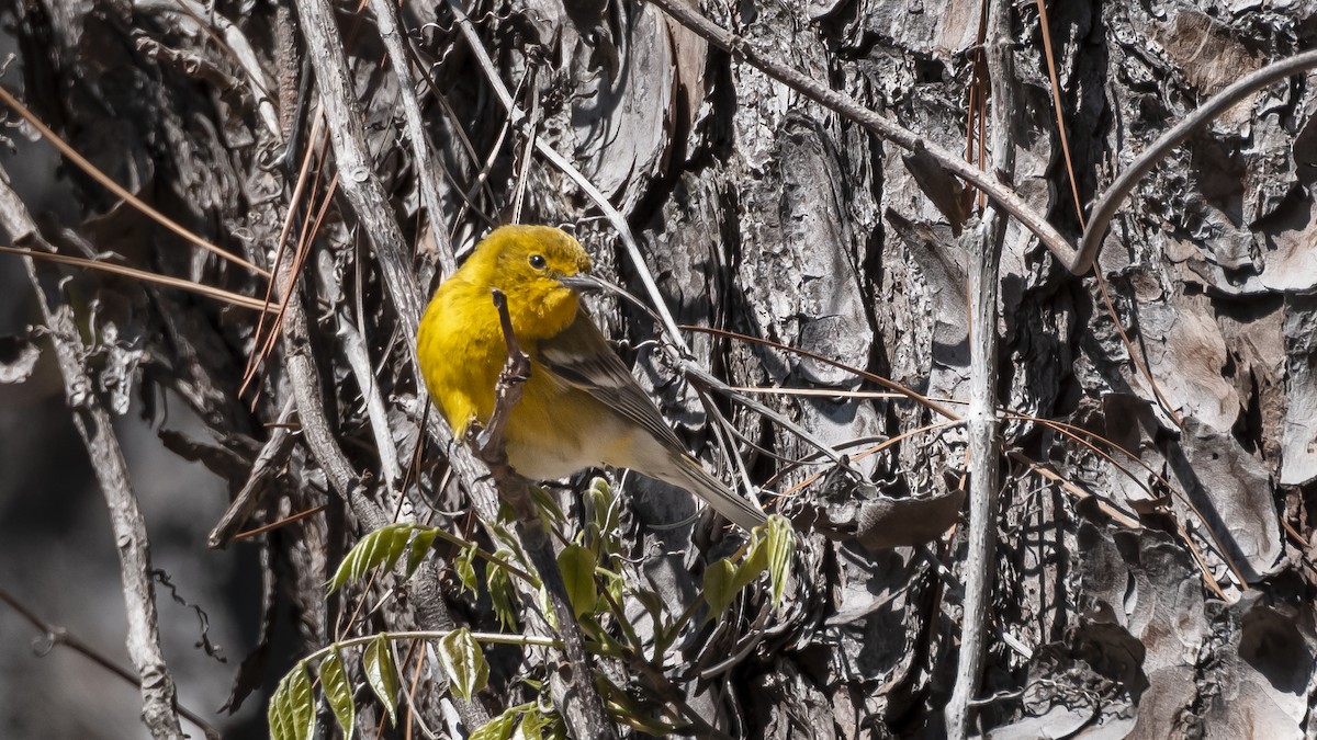 Pine Warbler - ML633469619