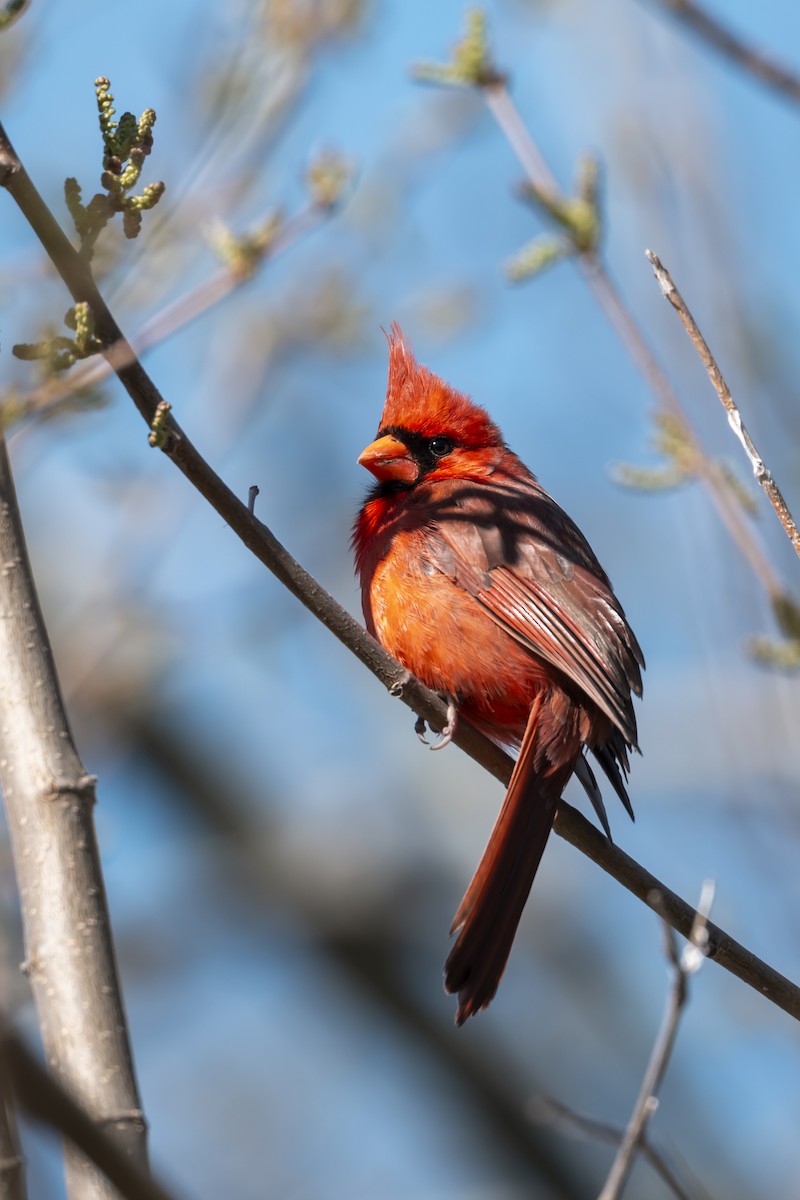 Northern Cardinal - ML633469654