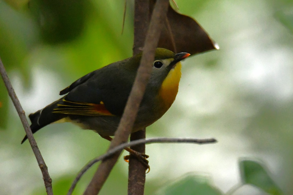 Red-billed Leiothrix - ML633469798