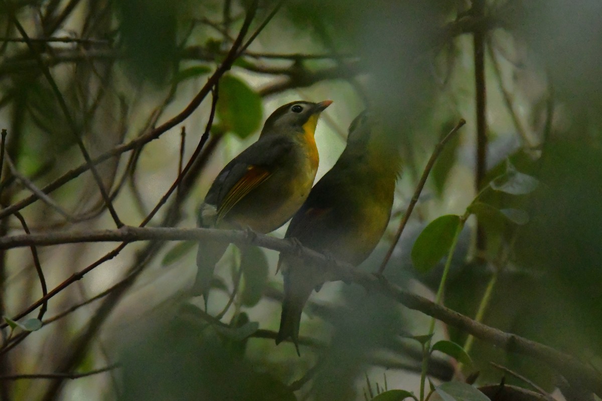 Red-billed Leiothrix - ML633469799