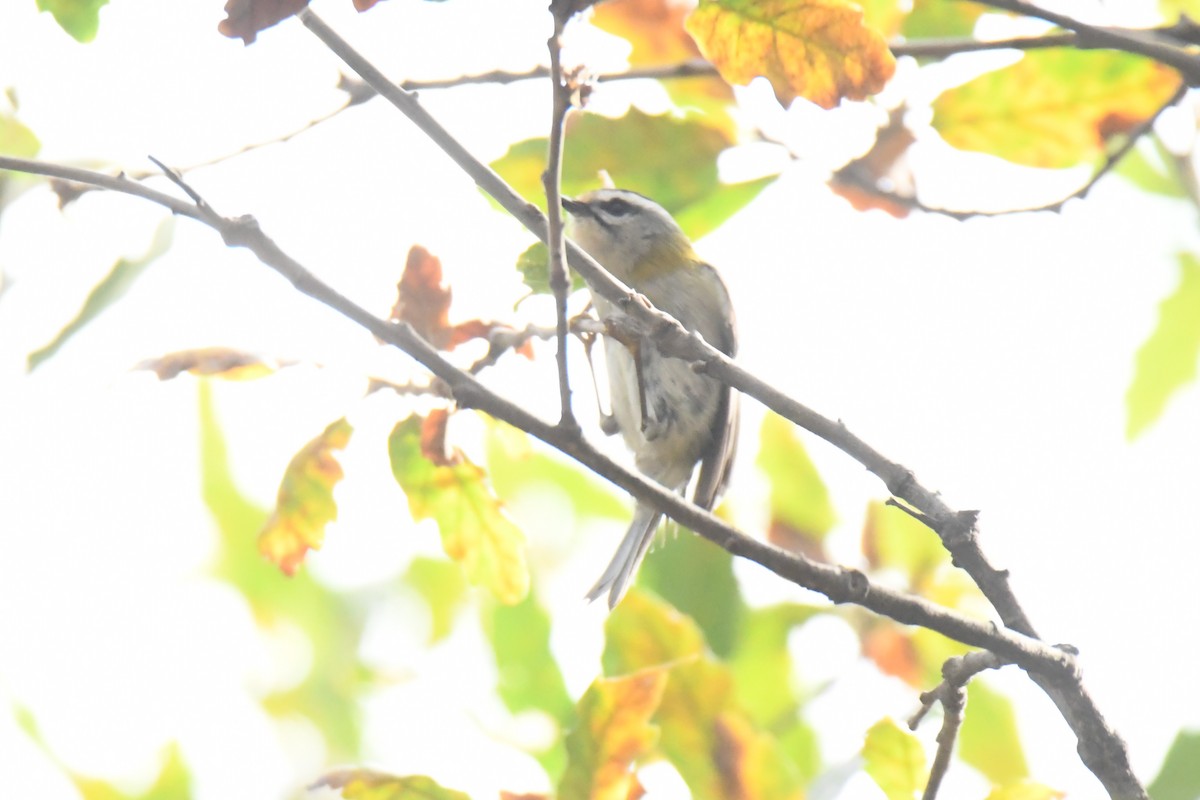 Common Firecrest - ML633469814
