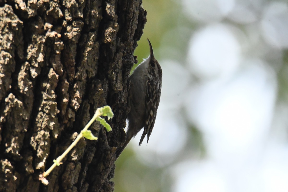 Short-toed Treecreeper - ML633469819