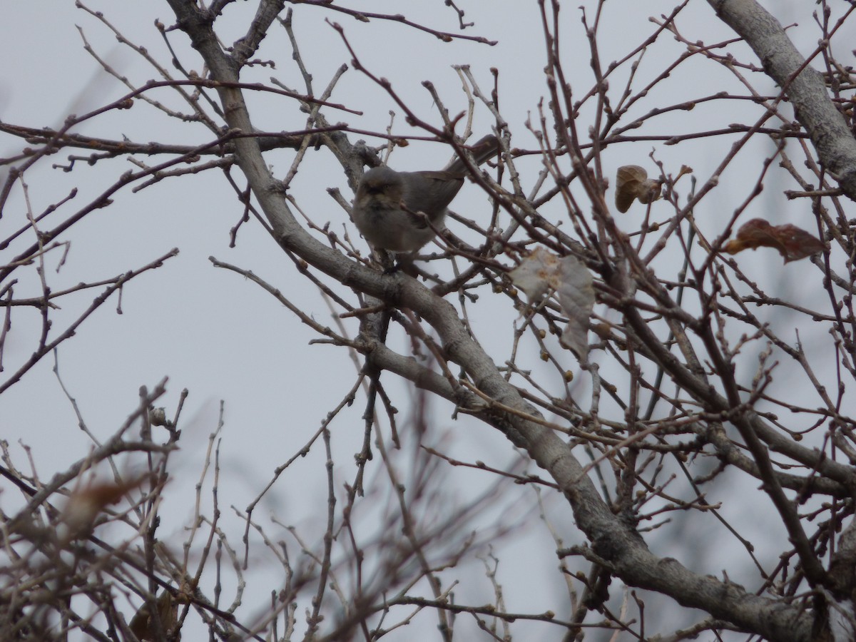 Bushtit - ML633469882
