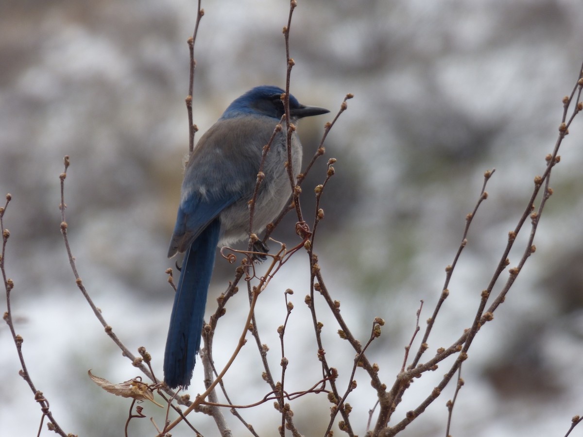 Woodhouse's Scrub-Jay - ML633469908
