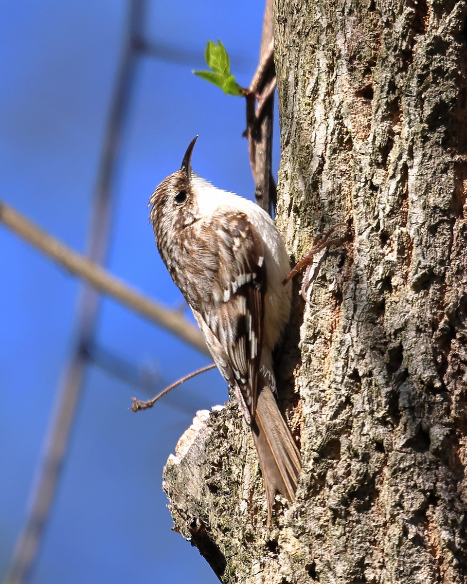 Brown Creeper - John Manger