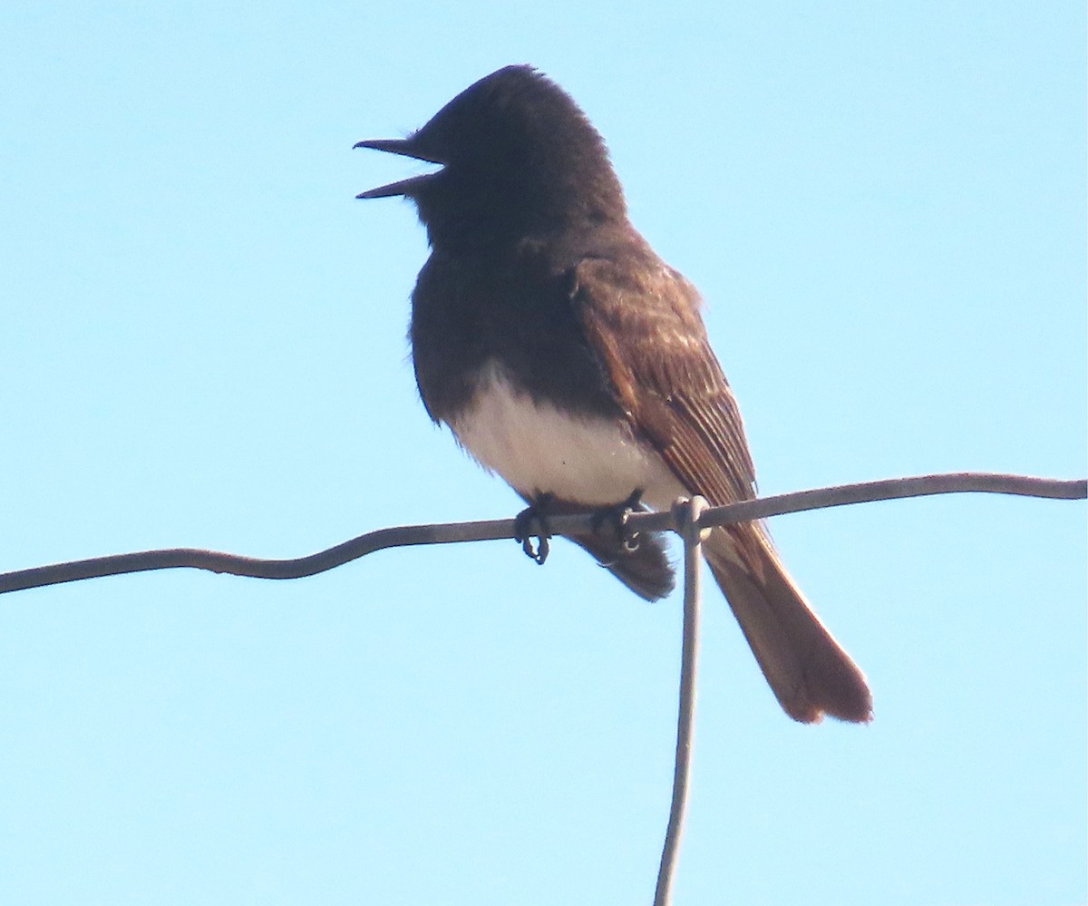 Black Phoebe - ML633470241