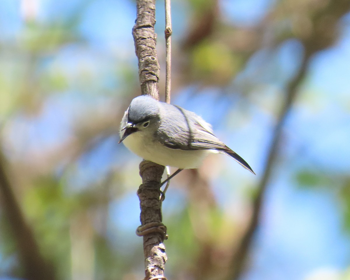 Blue-gray Gnatcatcher - ML633470276