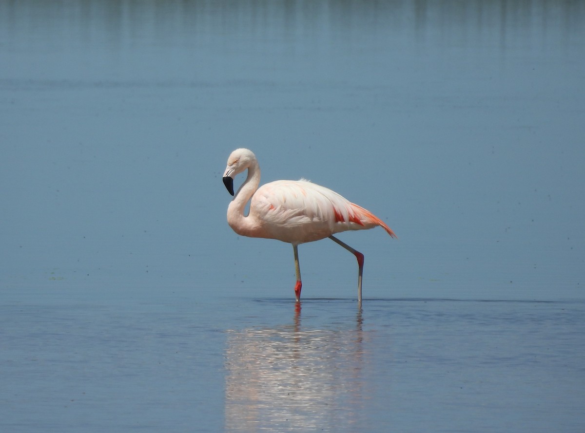 Chilean Flamingo - ML633470292