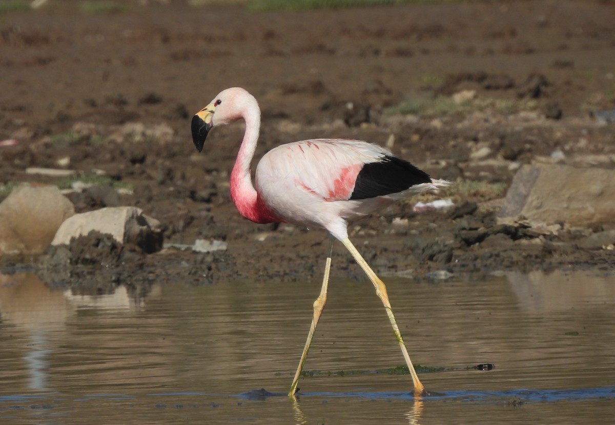 Andean Flamingo - ML633470301