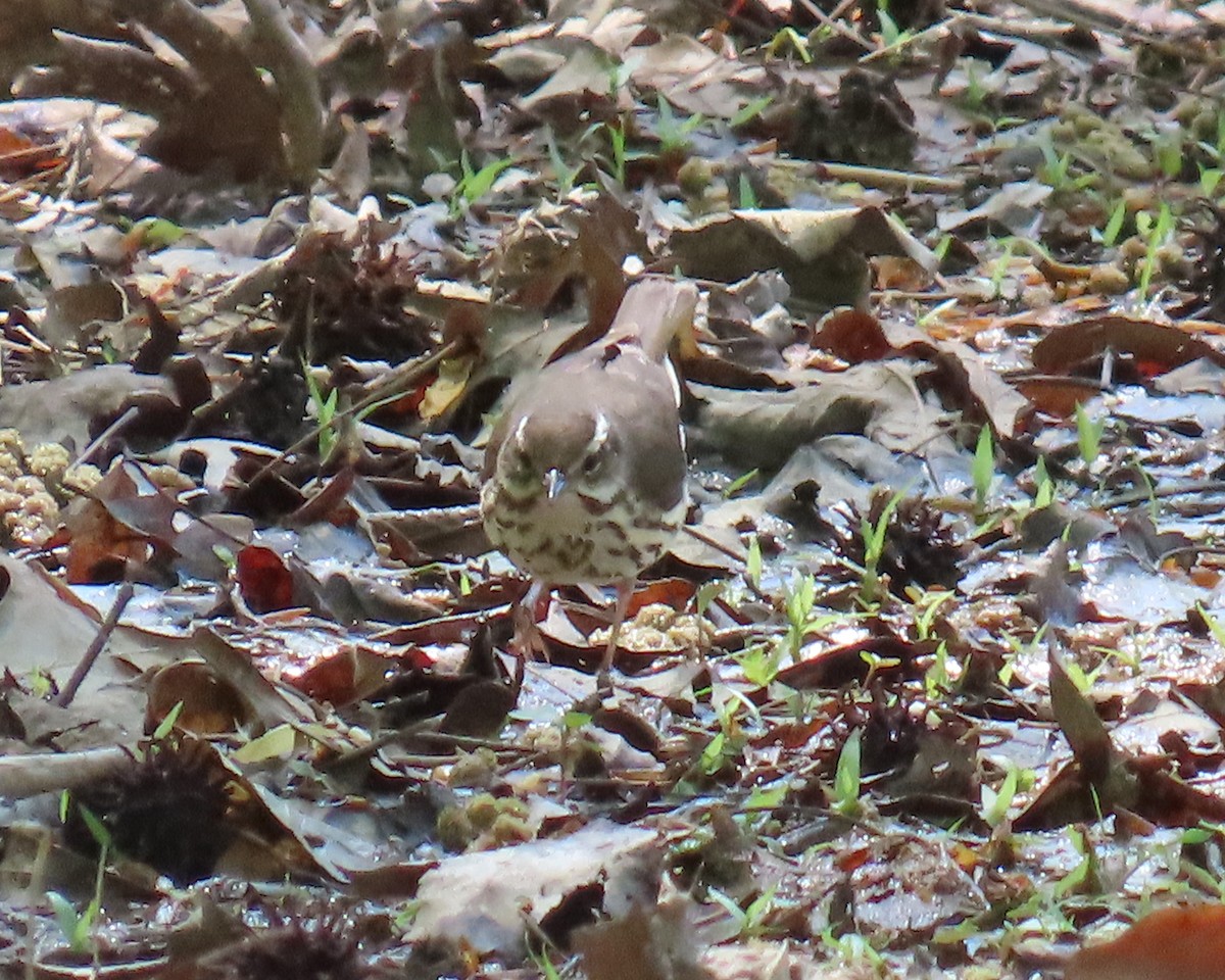 Louisiana Waterthrush - ML633470337