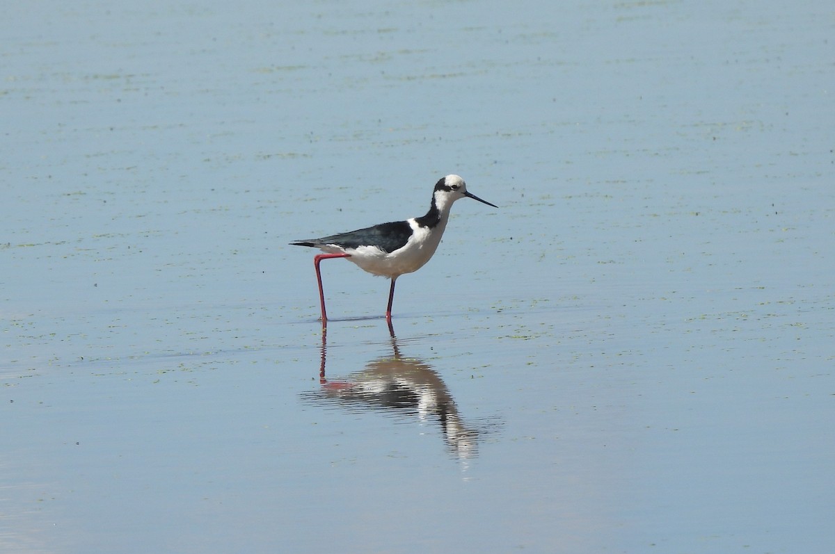 Black-necked Stilt (White-backed) - ML633470396