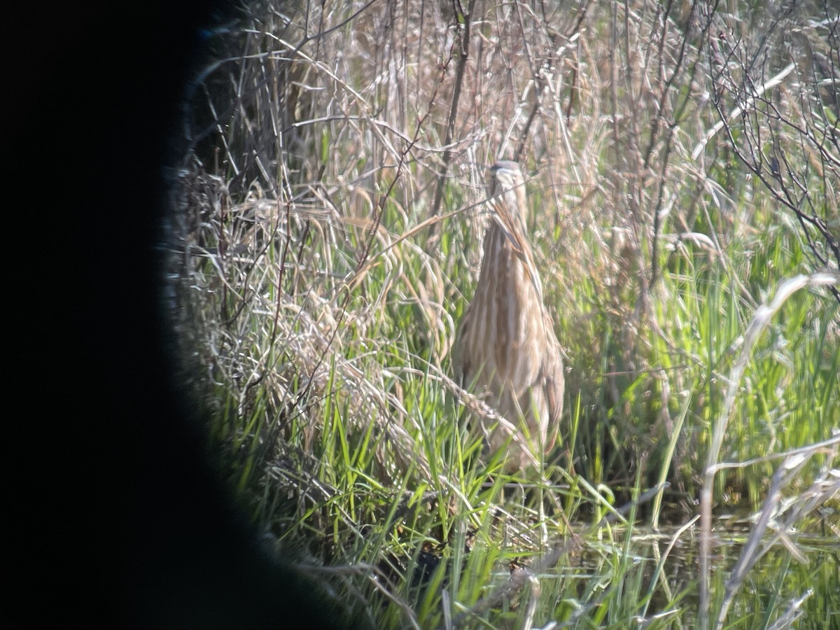 American Bittern - ML633470421