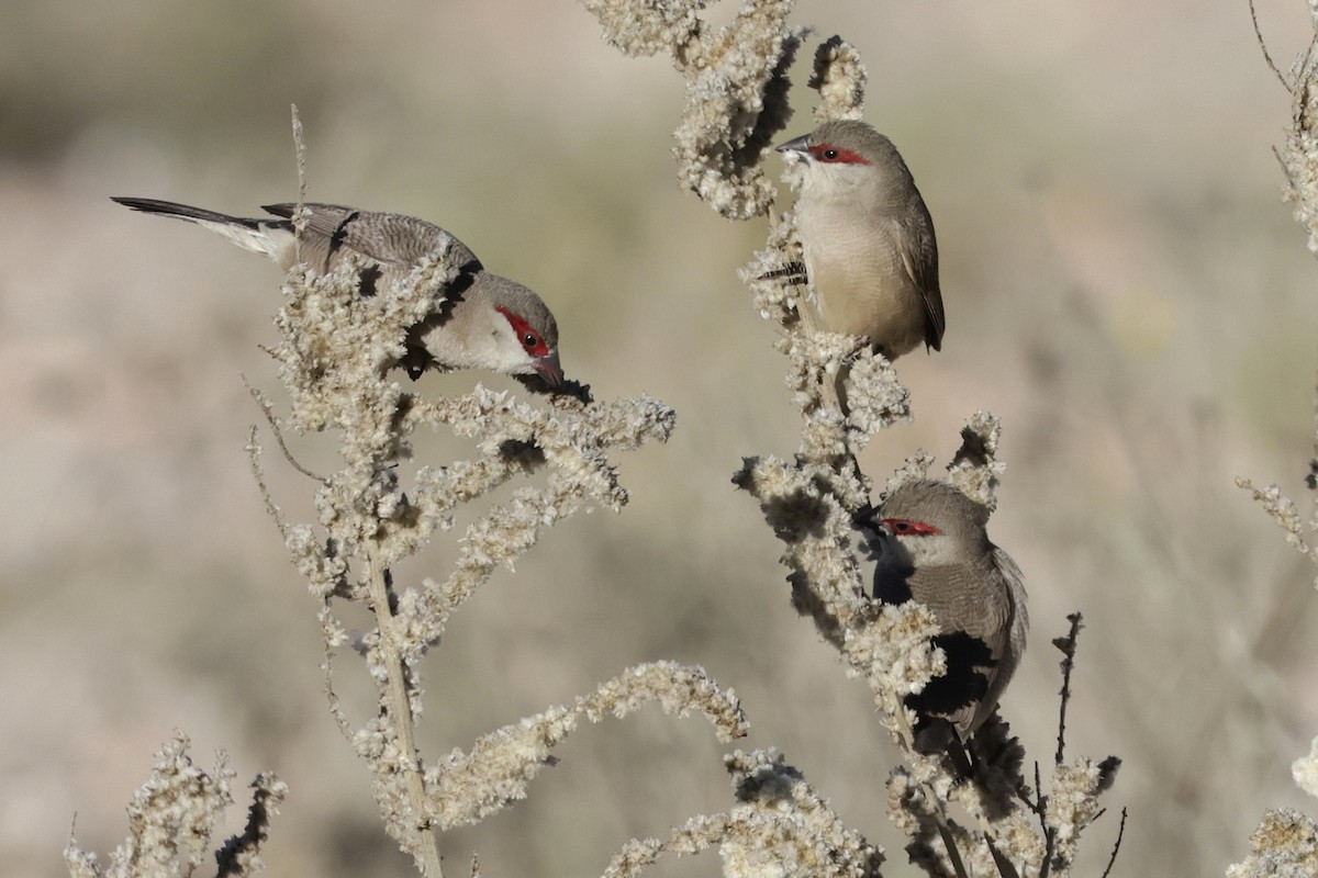 Arabian Waxbill - ML633470475