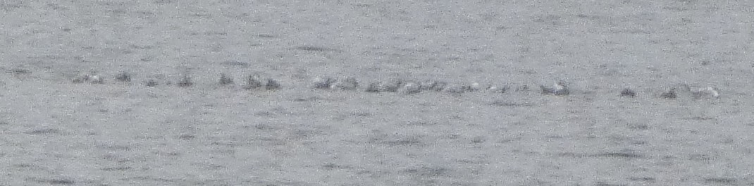 Gabbiano di Bonaparte - ML633470554