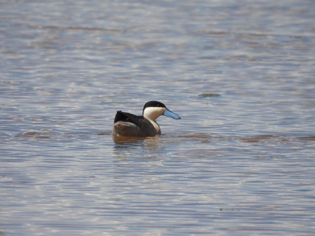 Puna Teal - ML633470587