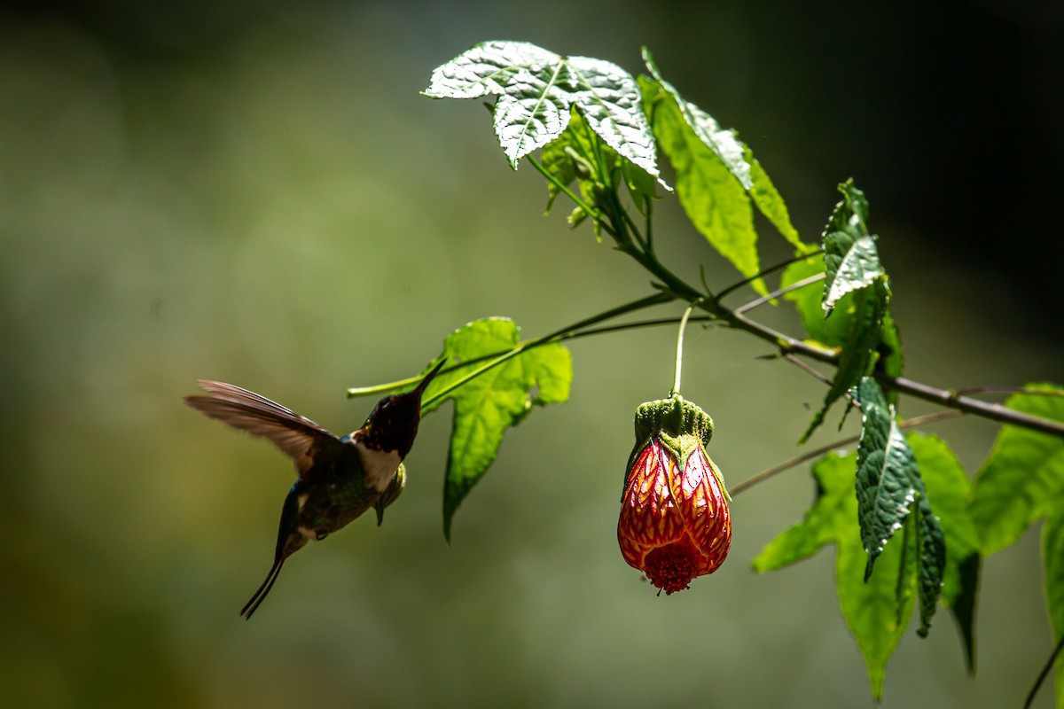 Rufous-shafted Woodstar - ML633470655