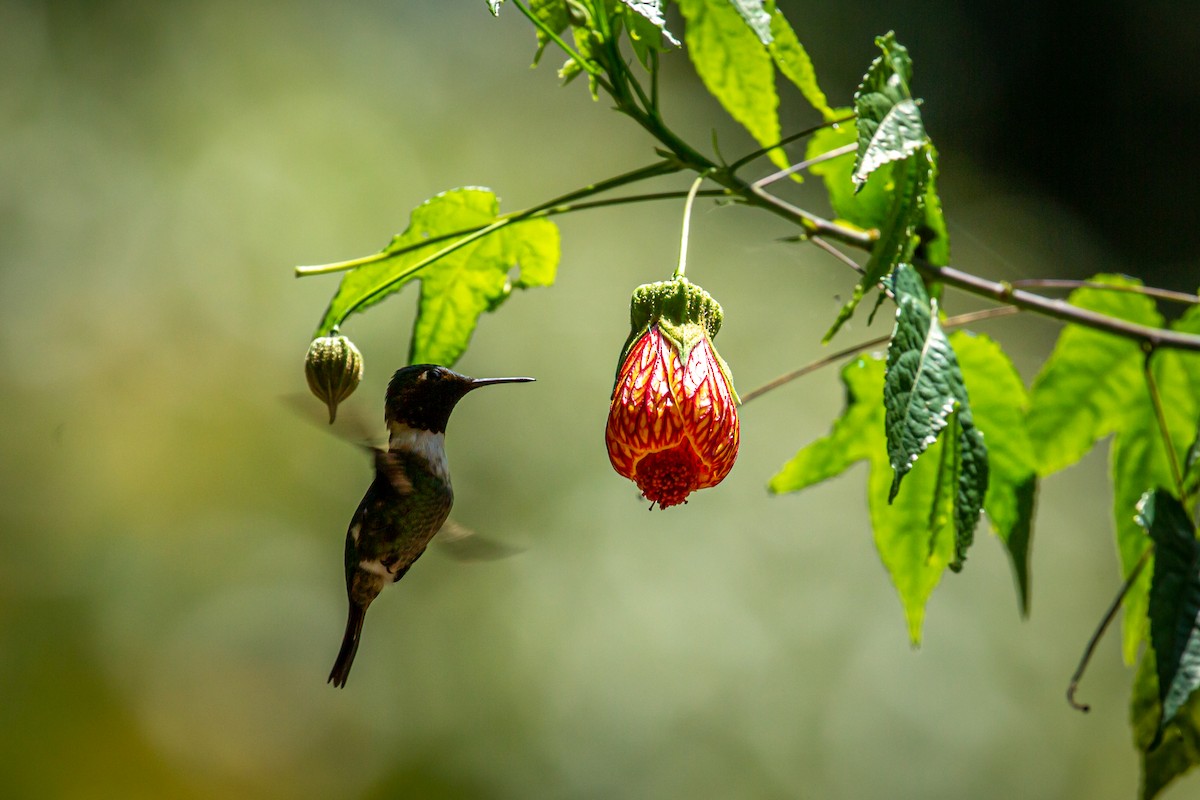 Rufous-shafted Woodstar - ML633470656