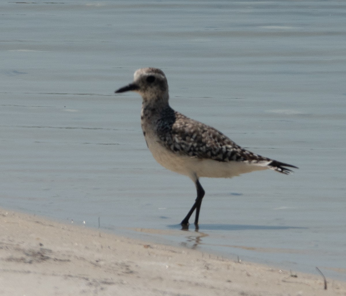 Black-bellied Plover - ML633470813