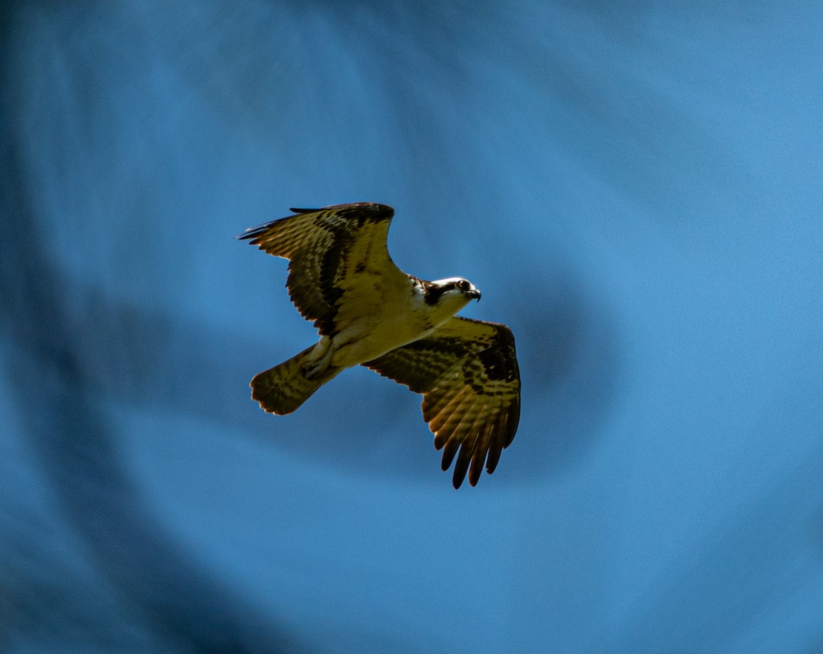 Osprey - ML633470831