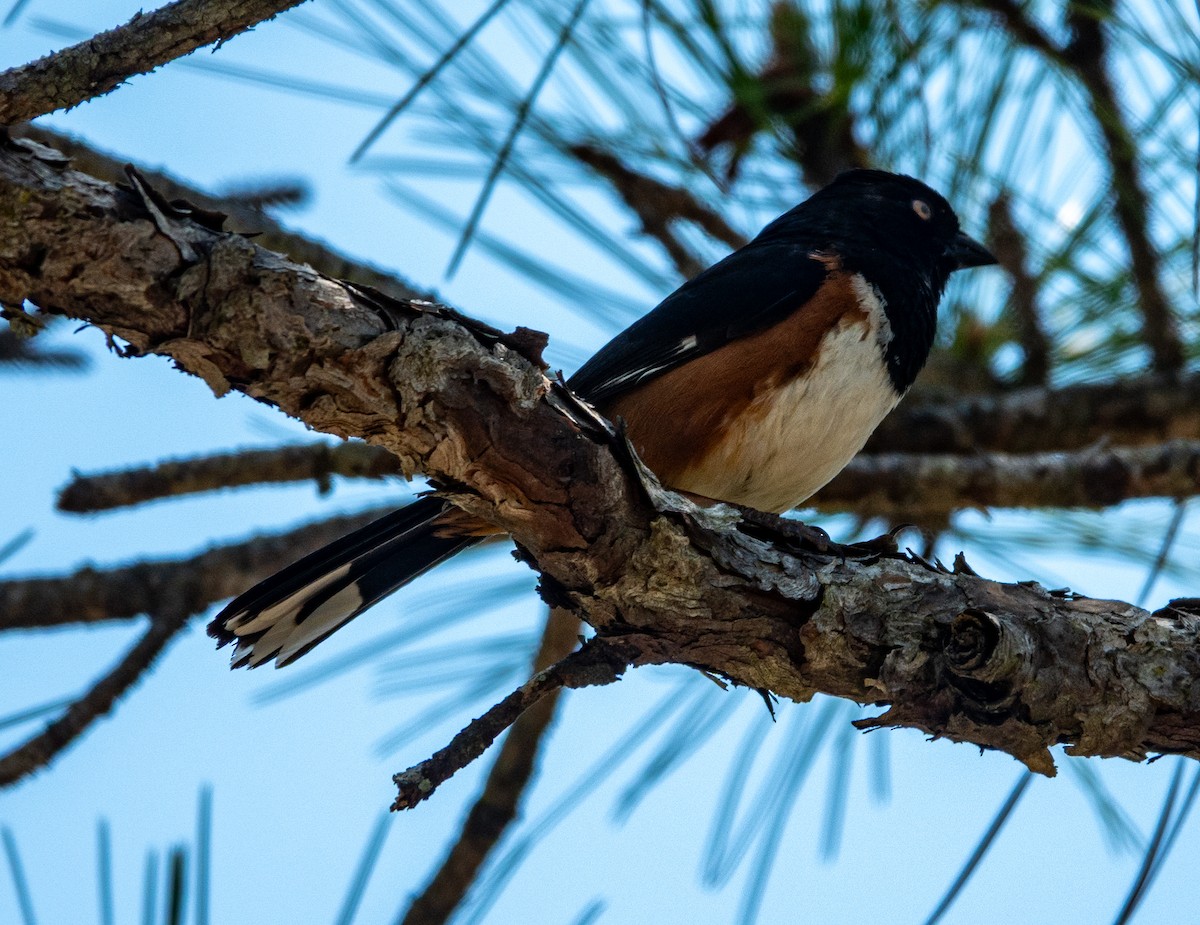 Eastern Towhee - ML633470867