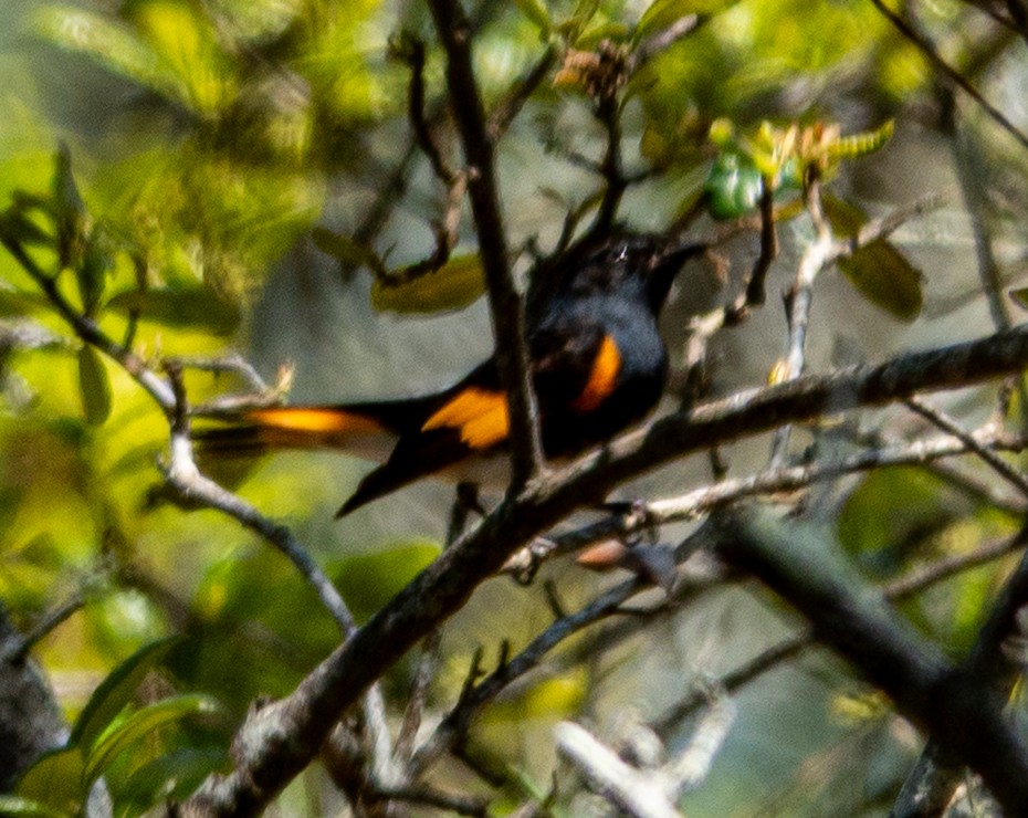 American Redstart - ML633470872
