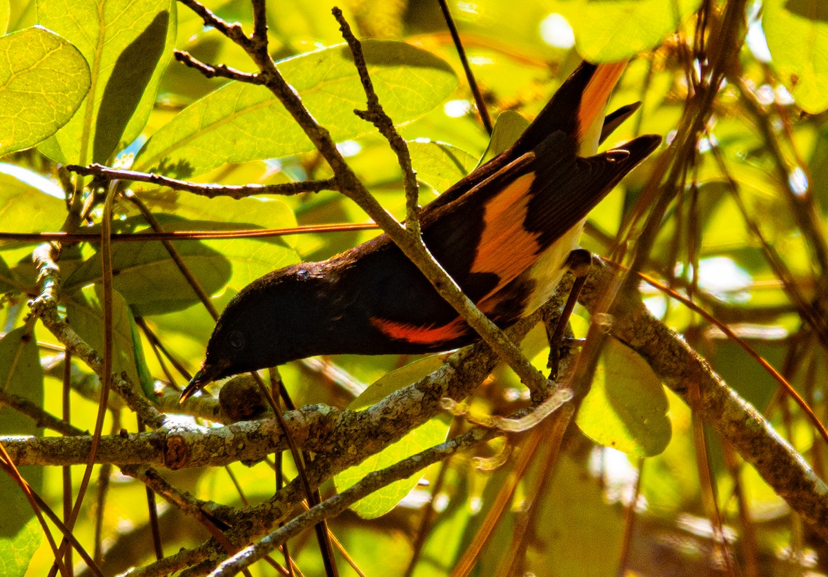 American Redstart - ML633470873
